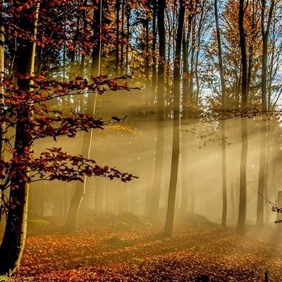 半岛综合娱乐app